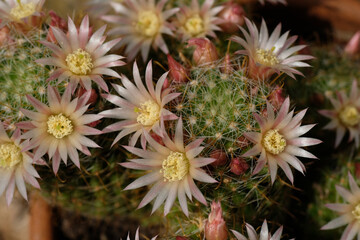 Pink and white flowers in bloom on a green cactus. Natural background. Spiky plant. View from above. Macrophotography. Summer time. Vegetation of the desert.
