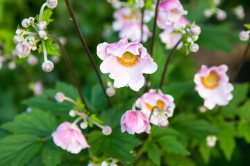 Japanese anemone in bloom