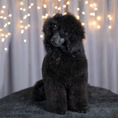 black poodle puppy