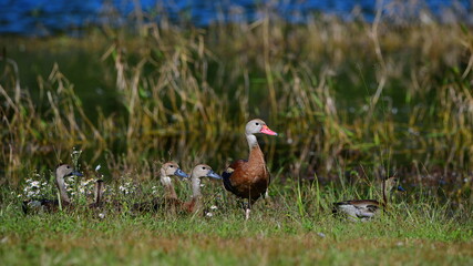 Adult black bellied whistling duck (Dendrocygna autumnalis) with babies