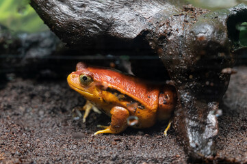 Grenouille tropicale