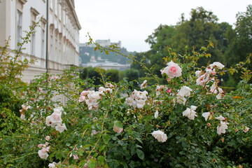 salzburg after the rain. roses in drops
