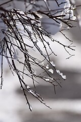 Snow caterpillars