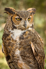 Great Horned Owl 01