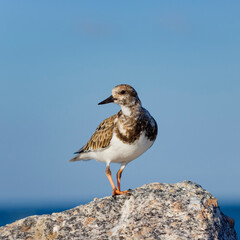 Ruddy Turnstone a species of Sandpiper enjoying the late afternoon sun on the Jupiter Inlet jetty.