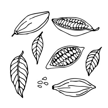 Cocoa set. Hand drawn vector Cocoa beans, leaves sketch on white background. Doodle Outline illustration for cafe, shop, menu. Plant parts. Organic product sketch. For label, logo, emblem, symbol.