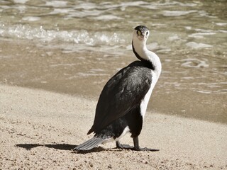 Cormoran joueur