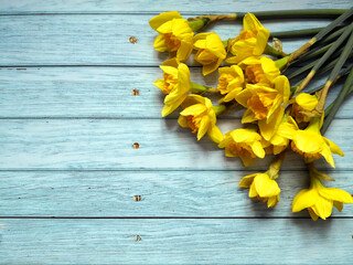 Yellow daffodils on blue wooden surface shot from above with space for text. Flat lay, top view, copy space. Easter and Mother's Day concept. Floral background.