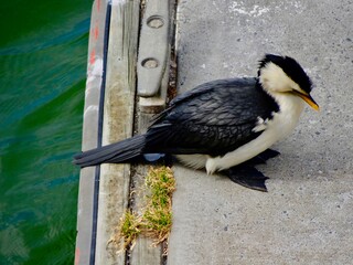 Oiseau aquatique