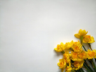 Yellow daffodils on white surface shot from above with space for text. Flat lay, top view, copy space. Easter and Mother's Day concept. Floral background.