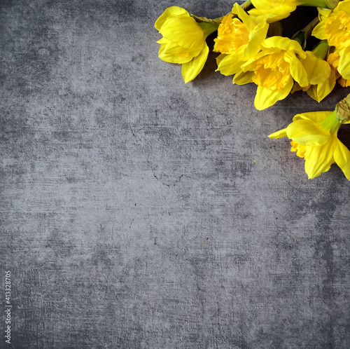 Yellow daffodils on dark grey surface shot from above with space for text. Flat lay, top view, copy space. Easter and Mother's Day concept. Floral background.