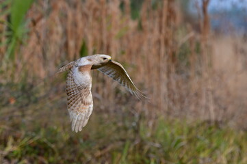 Leucistic red shouldered hawk (Buteo lineatus) flying low to ground with bokeh grass background; wild animal in Florida