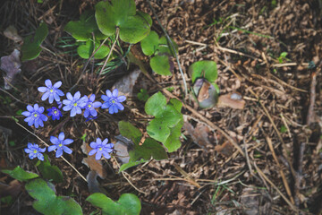 Top view of beautiful snowdrops growing in the forest. The first spring flowers. The beginning of spring in the forest. Wildflowers. The concept of spring. Toning