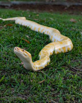 snake in the grass