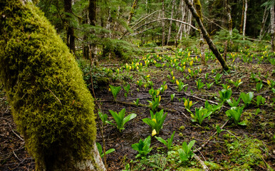 Western Skunk Cabbage (Lysichiton americanus) in a red alder grove, Olympic National Park