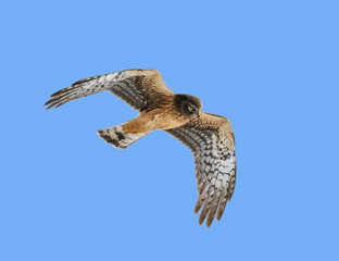 Northern Harrier in Flight on Blue Sky in Winter