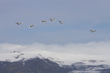 Aves de Islandia