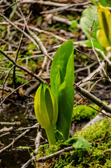 Western Skunk Cabbage (Lysichiton americanus) in a red alder grove, Olympic National Park