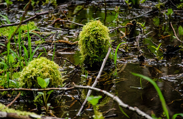 Swamp plants, mosses and ferns in a damp forest. United States