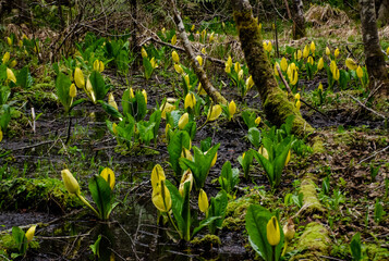 Western Skunk Cabbage (Lysichiton americanus) in a red alder grove, Olympic National Park