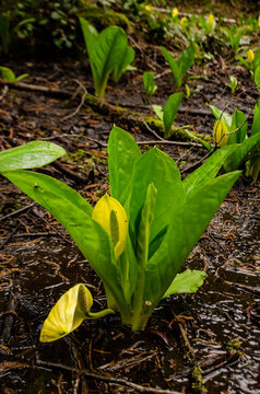 Western Skunk Cabbage (Lysichiton americanus) in a red alder grove, Olympic National Park