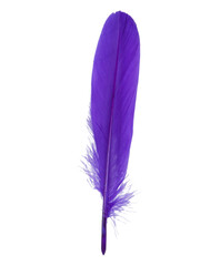 Decorative purple bird feather isolated on the white background