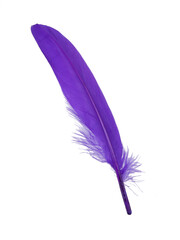 Decorative purple bird feather isolated on the white background