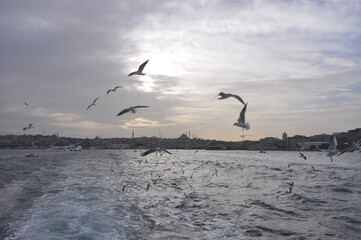 seagulls on the city
