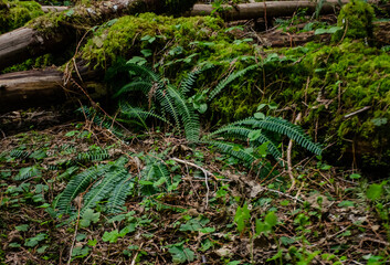 Swamp plants, mosses and ferns in a damp forest.  Washington State
