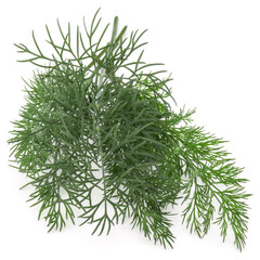 Close up shot of branch of fresh green dill herb leaves isolated on white background