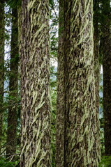 The trunk of an old tree covered with lichens and mosses in Olympic National Park, Washington
