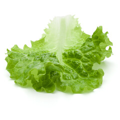 fresh green lettuce salad leaves isolated on white background