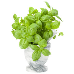 Sweet basil leaves in stone mortar isolated on white background cutout.