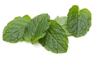 Peppermint herb isolated on white background cutout. Mint leaves.