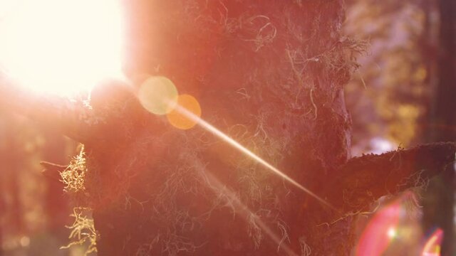 Sun flare coming past close up of moss covered tree trunk texture in forest