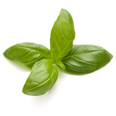 Sweet basil herb leaves isolated on white background closeup