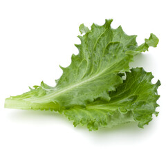 Close up studio shot of fresh green endive salad leaf isolated on white background.