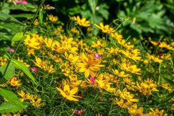 Coreopsis Verticillata