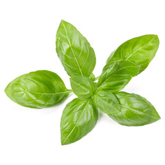 sweet basil herb leaves isolated on white background. Genovese basil leaf.