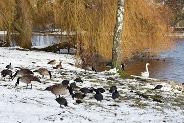 Fototapeta premium Snowy winter landscape with geese and Eurasian coots, in the park. 