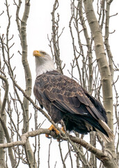 bale eagle sitting on the tree