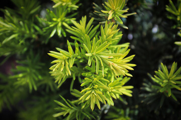 Closeup of the green branches on a Hicks Yew