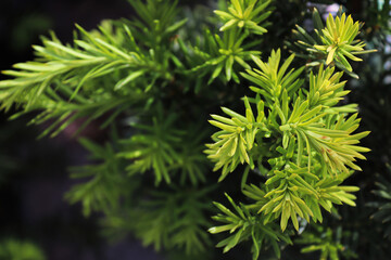 Background macro of a needles on a Hicks Yew