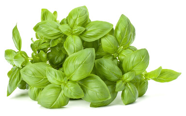 Sweet basil leaves isolated on white background cutout.