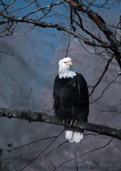 bale eagle sitting on the tree