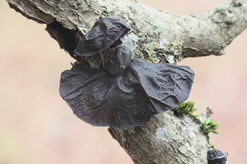 Exidia glandulosa, known as Black Witches Butter or jelly drop, wild fungus from Finland