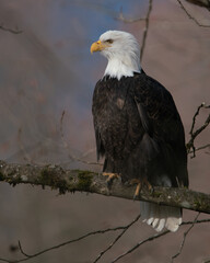 bale eagle sitting on the tree