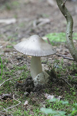 Amanita battarrae, a species of ringless amanita, wild mushroom from Finland