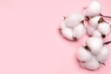 Obraz na płótnie Canvas White cotton flowers on a pink background, dried flowers, delicate background