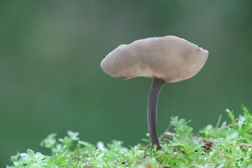 Helvella macropus, commonly known as Felt saddle fungus, wild mushroom from Finland